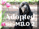 Milo 2 Courtesy Post 2 year male