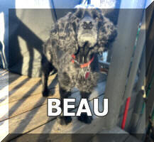 Beau 13yr