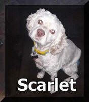 Scarlet 5yr