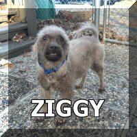 Ziggy 9yr