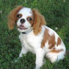 Picture of a Cavalier King Charles Spaniel dog