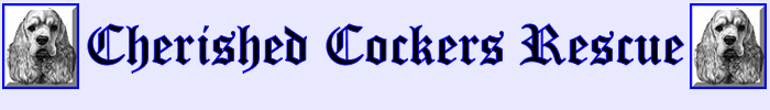 Logo Header